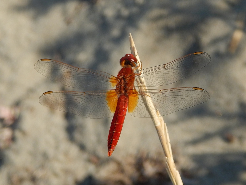 maschio di Crocothemis erythraea